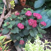 Invincibelle Ruby hydrangea