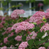 Invincibelle Spirit Hydrangea