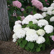 Invincibelle Wee White® - Smooth hydrangea - Hydrangea arborescens
