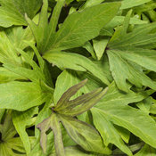 Sweet Caroline Medusa™ Green - Ornamental Sweet Potato Vine - Ipomoea batatas