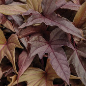 Proven Accents® Sweet Caroline Red Hawk™ - Ornamental Sweet Potato Vine - Ipomoea hybrid