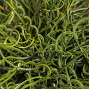 Graceful Grasses® Curly Wurly - Corkscrew Rush - Juncus effusus