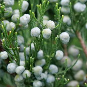 juniperus_gin_fizz_2.jpg