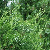 juniperus_gin_fizz_5.jpg