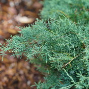 juniperus_montana_moss_2.jpg