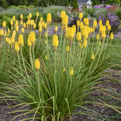 Thumbnail of Rise & Shine™ 'Citrus Sunrise' - Red Hot Poker - Kniphofia hybrid