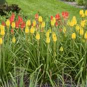 Thumbnail of Landscape: Kniphofia Rise &amp; Shine Citrus Sunrise