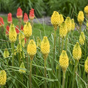 Thumbnail of Close-up: Kniphofia Rise &amp; Shine Citrus Sunrise