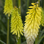 Pyromania® 'Flashpoint' - Red Hot Poker - Kniphofia hybrid