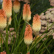 'Hot and Cold' Kniphofia