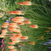 'Hot and Cold' Kniphofia