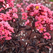Center Stage® Coral - Crapemyrtle - Lagerstroemia indica