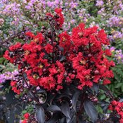 Center Stage® Red - Crapemyrtle - Lagerstroemia indica
