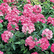 Lanai® Bright Pink - Verbena hybrida