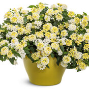 Luscious® Vanilla Breeze™ - Lantana