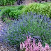 Phenomenal - Lavender - Lavandula x intermedia