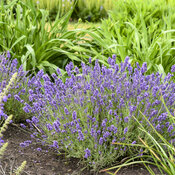 Thumbnail of Landscape: Lavandula Summer Serenade Lavender
