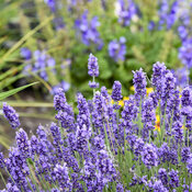 Thumbnail of Close-up: Lavandula Summer Serenade Lavender