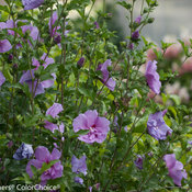 Lavender Chiffon hibiscus