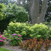 Lemony Lace sambucus