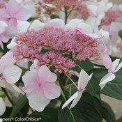 Let's Dance Diva! Hydrangea