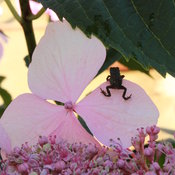 Let's Dance Diva! Hydrangea with baby toad