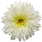 leucanthemum_amazing_daisies_marshmallow_macro_03.jpg