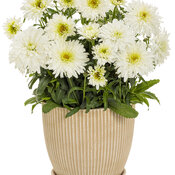 leucanthemum_amazing_daisies_marshmallow_mono.jpg