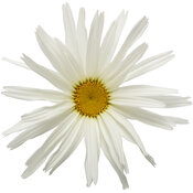leucanthemum_amazing_daisies_spun_silk_macro_03.jpg