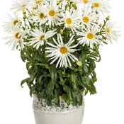 leucanthemum_amazing_daisies_spun_silk_mono.jpg