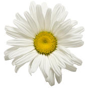 leucanthemum_daisy_may_02.jpg