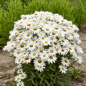 Thumbnail of Amazing Daisies® 'Dream Big' - Shasta Daisy - Leucanthemum superbum