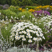 Thumbnail of Landscape: Leucanthemum Amazing Daisies Dream Big Shasta Daisy
