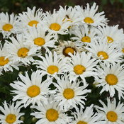 leucanthemum_spun_silk_cjw19_4.jpg