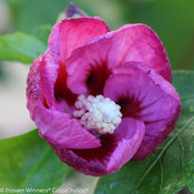 lil_kim_violet_hibiscus-3.jpg
