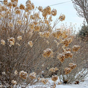 Limelight hydrangea in winter