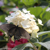 Little Quick Fire Hydrangea