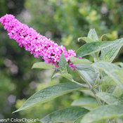 lo_behold_pink_micro_chip_buddleia_-7467.jpg