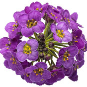 Violet Knight™ - Sweet Alyssum - Lobularia