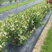low_scape_hedger_aronia_blooming.jpg