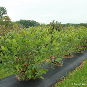 low_scape_hedger_aronia_hedge.jpg