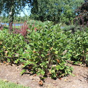 low_scape_hedger_aronia_landscaping.jpg