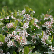 Low Scape Mound Chokeberry in flower