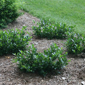 Landscape planted with Low Scape Mound Chokeberry
