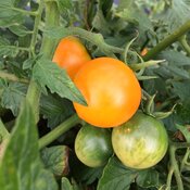 Tempting Tomatoes® Bellini