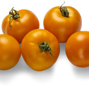 lycopersicon_tempting_tomatoes_bellini_02.jpg