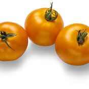 lycopersicon_tempting_tomatoes_bellini_04.jpg