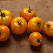 lycopersicon_tempting_tomatoes_bellini_07.jpg