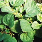 Thumbnail of Mediterranean Greek™ - Oregano - Origanum vulgare hirtum