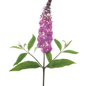 Miss Ruby Butterfly Bush